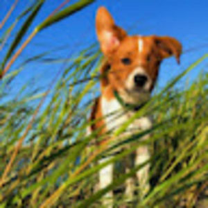 Meet your Posher, Anne